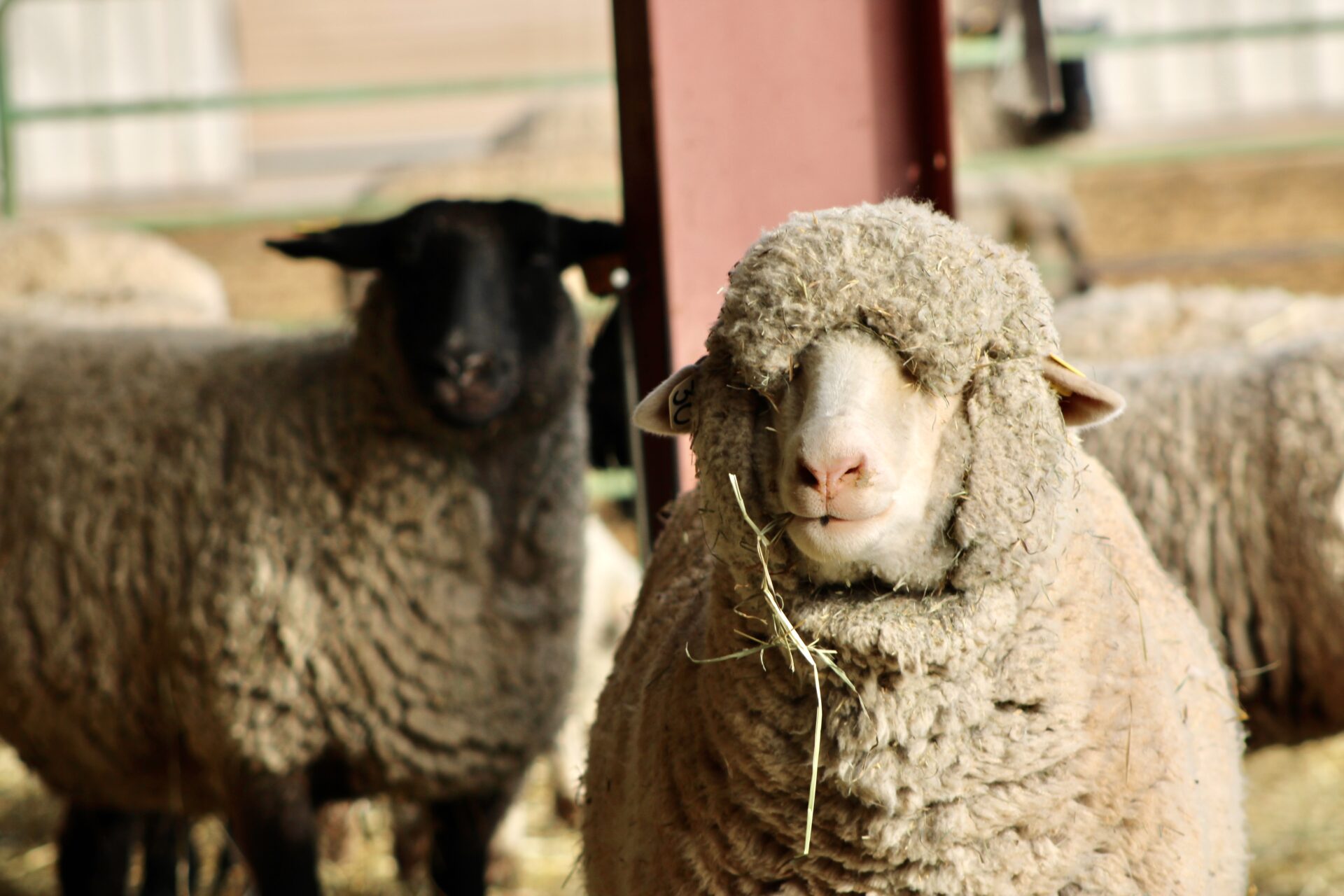 Animal Health Directly Affects Sustainability Efforts | AgNext | Colorado  State University