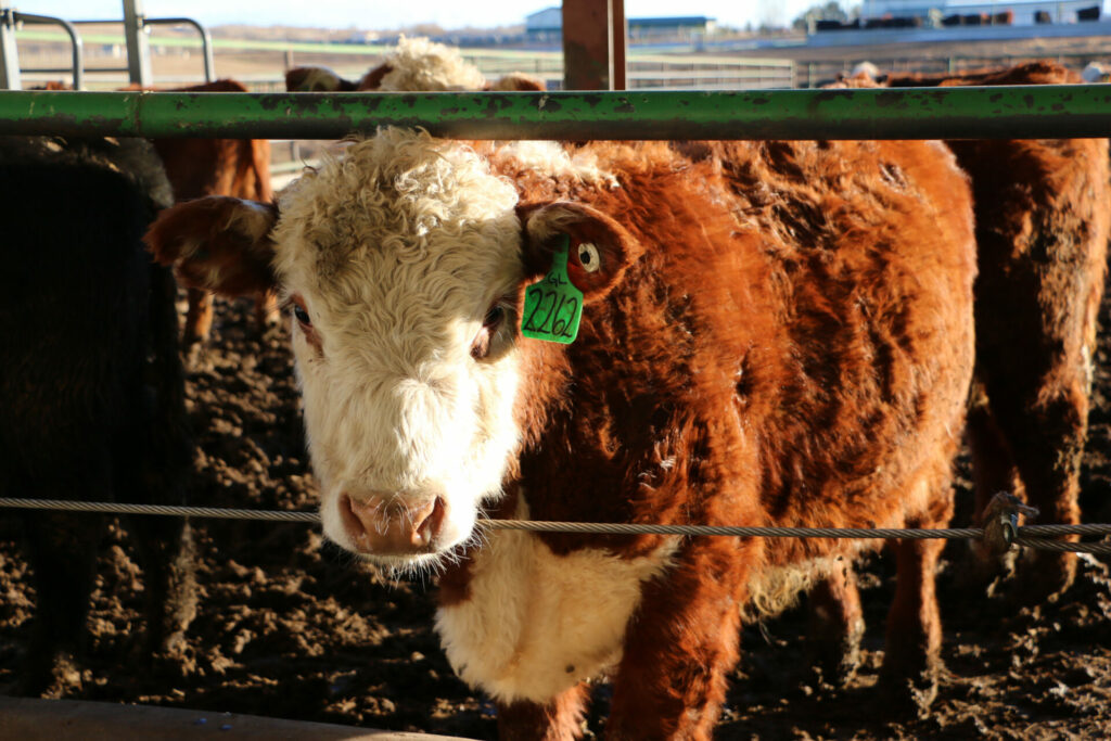 A red Angus cow peeks through the fence in a feedlot