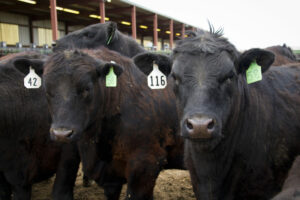 Black Angus cattle standing in a feedlot with a barn in the background