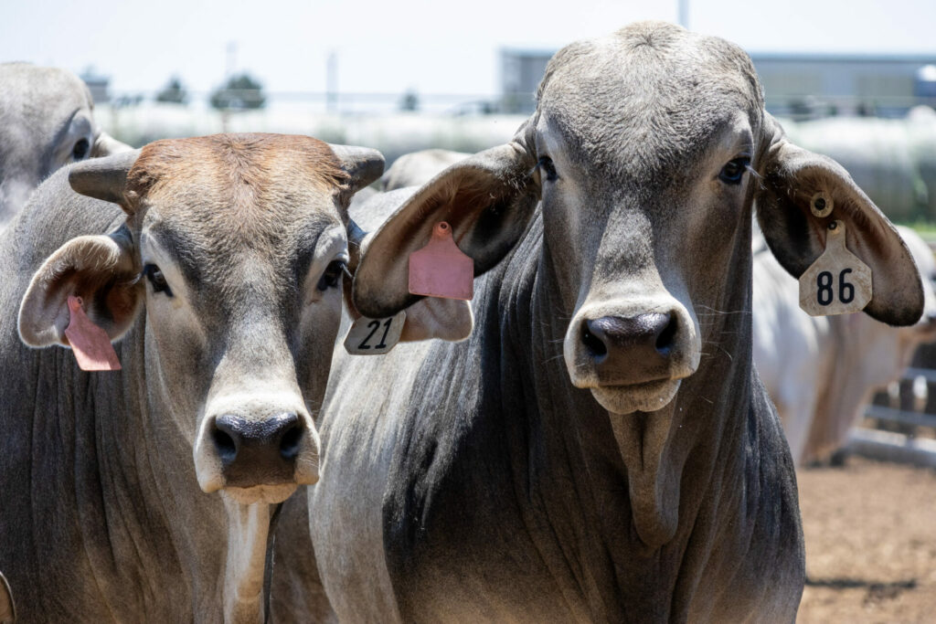Two Brahman cattle look on at the CSU ARDEC facility