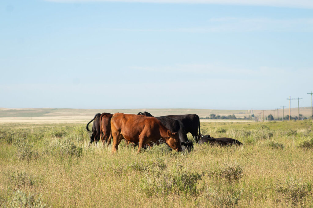 A group of cattle graze in a pasture with blue sky in the background
