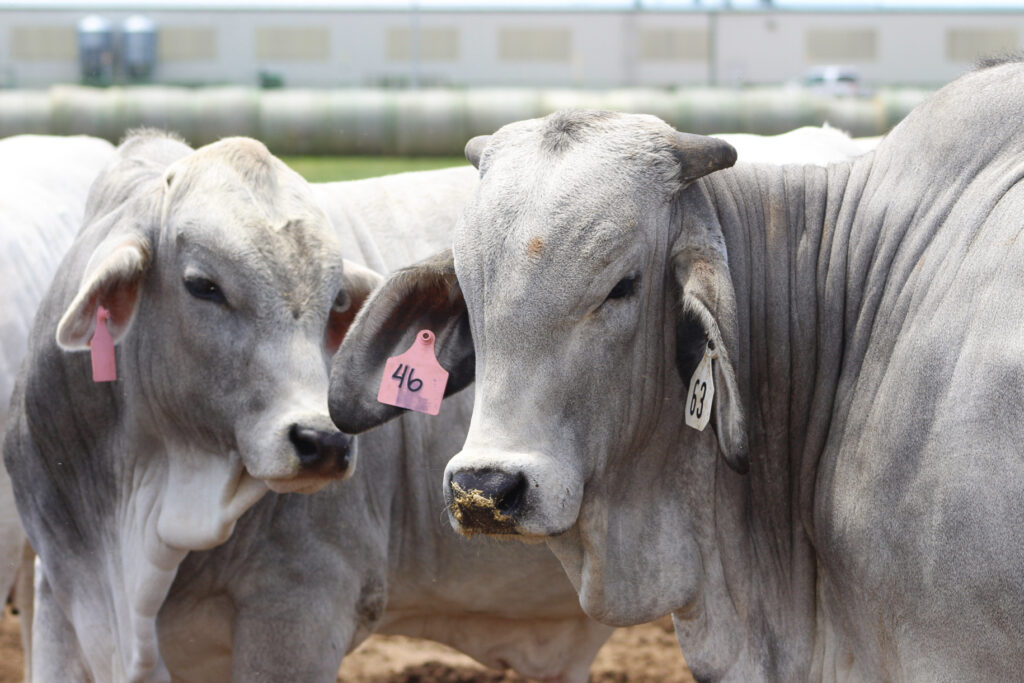 Two gray Brahman cows stand next to each other in the Feed Intake Unit.