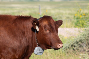 A red angus cow wearing an ear tag and a chain link virtual fence collar with a gray battery attached. There is green pasture in the background.