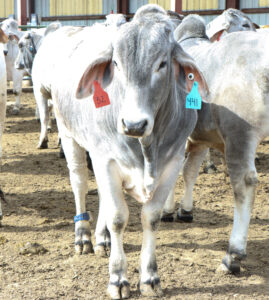 Grey Brahman cow wears blue pedometer on its back ankle.