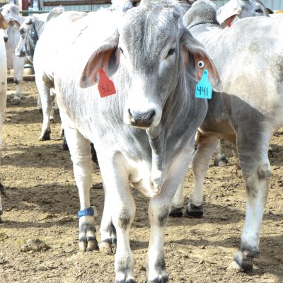 Grey Brahman cow wears blue pedometer on its back ankle.