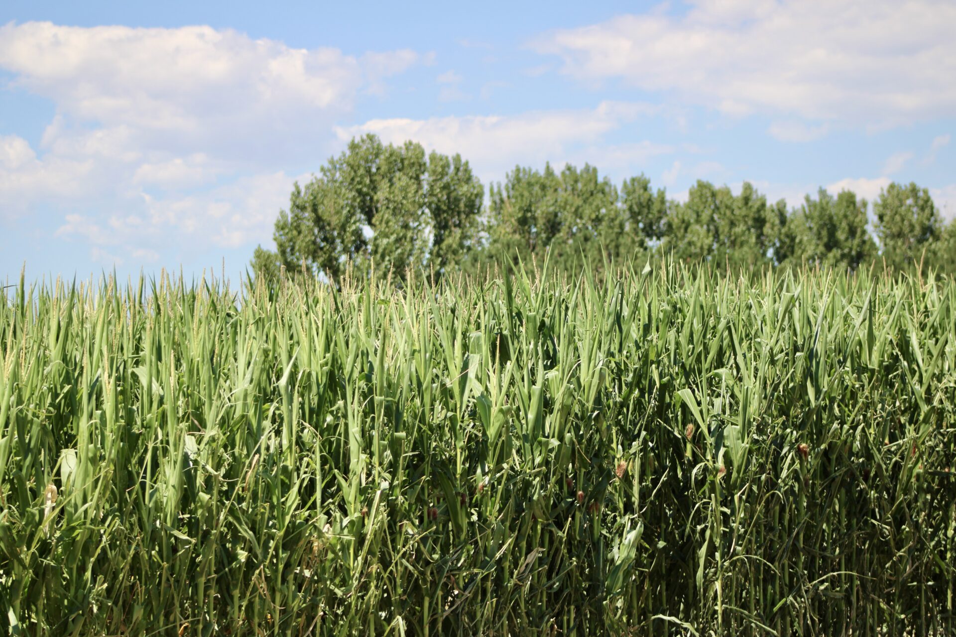 Corn stalks